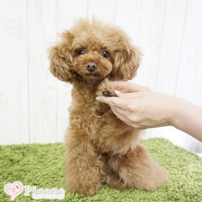 アースリーフ プレミアムリッチジェル ドッググッズ 通販 販売 プードルごはんの Picone ピコネ アースリーフ プレミアムリッチジェル ドッググッズ 通販 販売 プードルごはんの Picone ピコネ