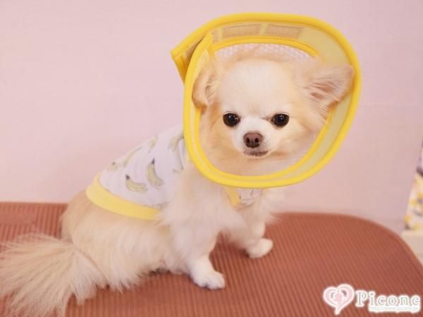 メッシュエリザベスカラー ドッググッズ 通販 販売 プードルごはんの Picone ピコネ メッシュエリザベスカラー ドッググッズ 通販 販売 プードルごはんの Picone ピコネ