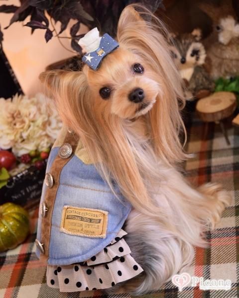 CIRCUSCIRCUS（サーカスサーカス）】コンチョ中綿ベスト - ドッグ