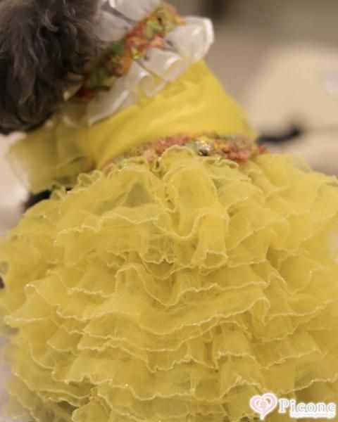 Picone×COO】Étoile Dress（エトワールドレス） - ドッググッズ