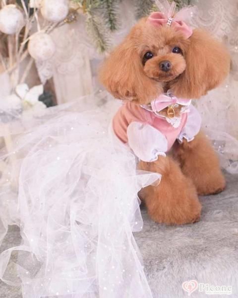 Picone ポロワンピース ピンク サイズM Picone ポロワンピース ピンク サイズM Picone ポロワンピース