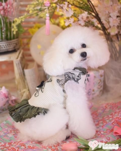 【picone×marvel】Teddybearワンピース 【マルベル】 picone×marvel】Teddybearワンピース 【マルベル】Panasonic ES