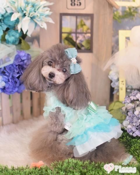 Picone×Marvel】CANDY CHEER Onepiece＆TANK（Picone限定別注色