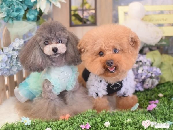 Picone×Marvel】CANDY CHEER Onepiece＆TANK（Picone限定別注色