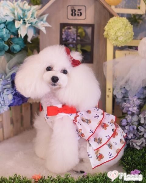 【picone×marvel】Teddybearワンピース 【マルベル】 picone×marvel】Teddybearワンピース 【マルベル】Panasonic ES