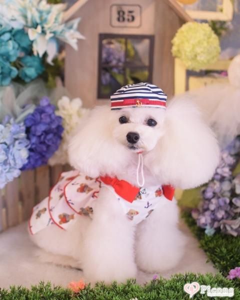 picone×marvel】Teddybearワンピース 【マルベル】 アキュミリア