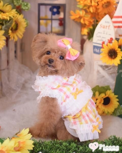 【美品】犬服　アキュミリア　accu milia ワンピース　マット 美品】犬服 アキュミリア accu milia ワンピース マット 美品】犬服