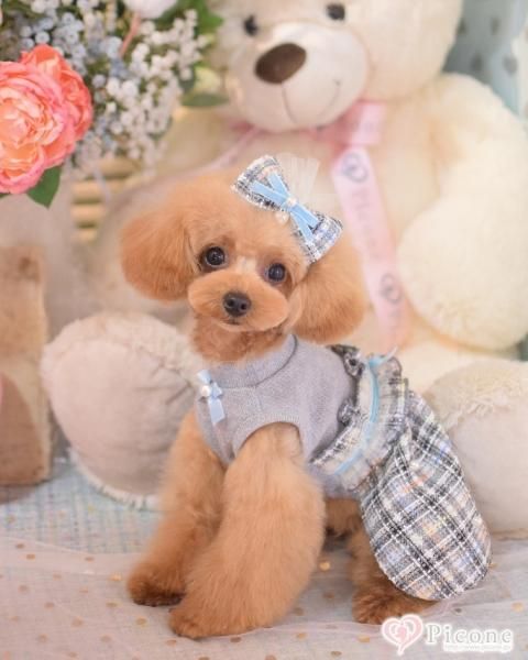 【Etolies(エトワール)】Nicoleドレス Étoiles（エトワール）】 Nicoleドレス - ドッググッズ 通販