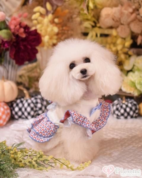 GODPIVA】ラビリンスフリルワンピース - ドッググッズ 通販/販売