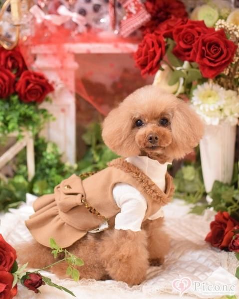 犬猫用カフェマット フロッキー素材生地使用 見本