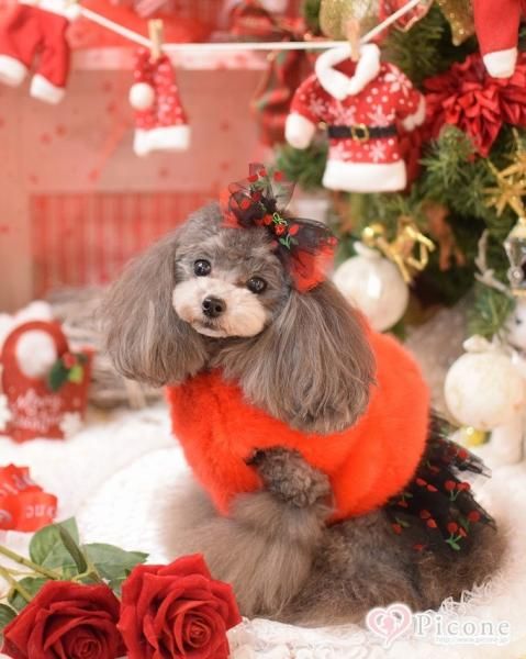 vesticane （ヴェスティカーネ）】FURハーネスベスト（別注色レッド