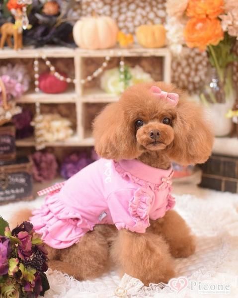Picone ポロワンピース ピンク サイズM Jasmine Grandiflorum ワンピース 「Jasmine」千鳥柄ポロカラー