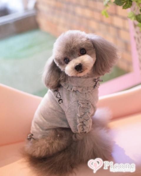【正規品直輸入】 THEfancys】F♡Cピクニックポロワンピース＆シャツ - ドッグ 犬服・アクセサリー
