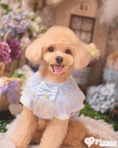 (新品未使用)ブルブブBULBU-BU犬用フリルドレス 水色・赤 2点セットSS 新品未使用)ブルブブBULBU-BU犬用フリルドレス 水色・赤 2点