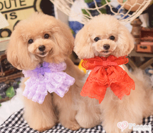 犬服【Étoiles（エトワール）】 Nicoleドレス　picone（ピコネ） 犬服【Étoiles（エトワール）】 Nicoleドレス picone（ピコネ