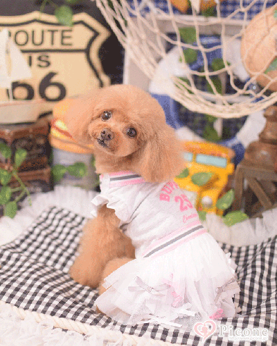 犬服・アクセサリー Candy Buppie NEW – Candy Buppie Online