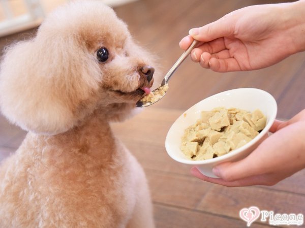 生きら おとなおいしいごはん（旧：大人プードルちゃんの為の美味しいごはん） - ドッググッズ 通販/販売 プードルごはんの Picone（ピコネ）