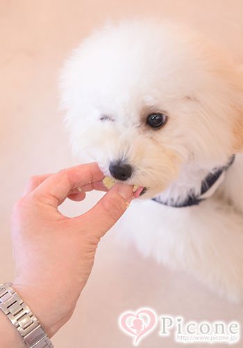 生きら おとなおいしいごはん（旧：大人プードルちゃんの為の美味しいごはん） - ドッググッズ 通販/販売 プードルごはんの Picone（ピコネ）