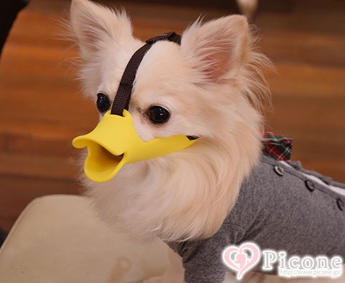 OPPO】 quack（クァック）犬用口輪 NEWSSサイズ - ドッググッズ 通販 ...
