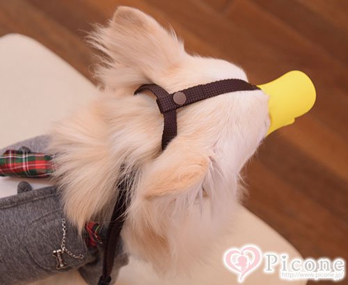 OPPO】 quack（クァック）犬用口輪 NEWSSサイズ - ドッググッズ 通販