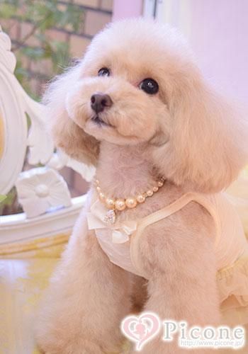 【BAAAL BASH DOG WEAR】ツィードファーワンピ BAAAL BASH DOG WEAR】LoveYuToo - ドッググッズ 通販/販売