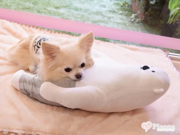 特殊な糸でひんやり♪しろくまクッション - ドッググッズ 通販/販売