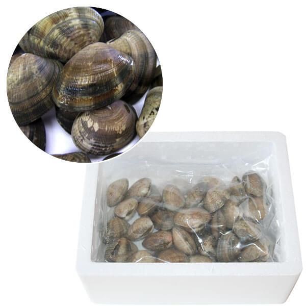大野あさり1kg 広島産浅利 アサリ の販売 通販ならオイスタークィーンへ 大野あさり1kg 広島産浅利 アサリ の販売 通販ならオイスタークィーンへ