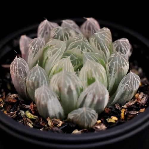 ピリフェラ錦 - SABOTENTARO.COM