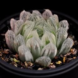 ハオルチア/Haworthia - SABOTENTARO.COM