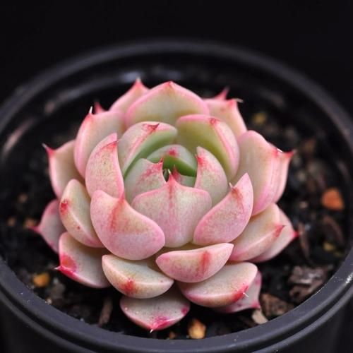 多肉植物エケベリア　ベンバディス 楽天市場】ベンバディス エケベリア Mサイズ6cmポット