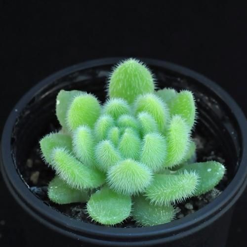 Aztekium hintonii【アズテキウム・ヒントニー・実生】 | RIMO'S