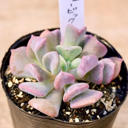 キュービックフロスティー錦 激レア覆輪斑 キュービックフロスティ錦 発根済み 多肉植物 多肉