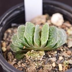 ハオルチア/Haworthia - SABOTENTARO.COM