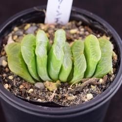 ハオルチア/Haworthia - SABOTENTARO.COM