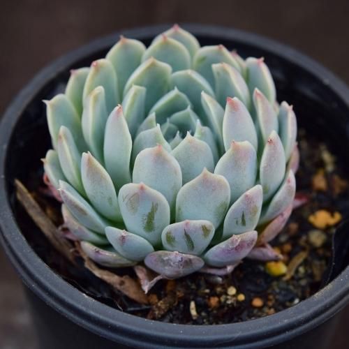 ホワイトトゥクスパン - SABOTENTARO.COM