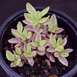 クラッスラ/Crassula - SABOTENTARO.COM