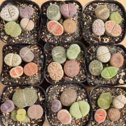 メセン類（リトープス/Lithops） - SABOTENTARO.COM