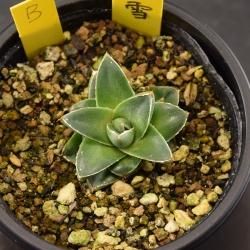 アガベ/Agave - SABOTENTARO.COM アガベ/Agave - SABOTENTARO.COM