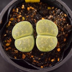 メセン類（リトープス/Lithops） - SABOTENTARO.COM