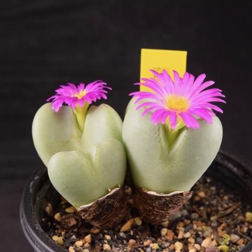 藤の花 KNノーマルキャブ対応パワーフィルター35mm青 マニ角度:45度