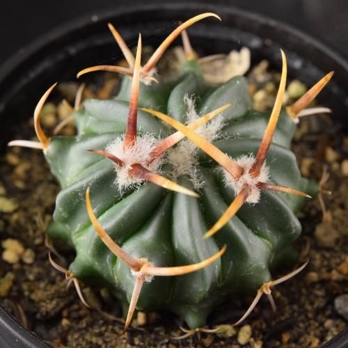 竜剣丸 サボテン 竜剣丸 - SABOTENTARO.COM