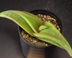 アロエ/Aloe - SABOTENTARO.COM