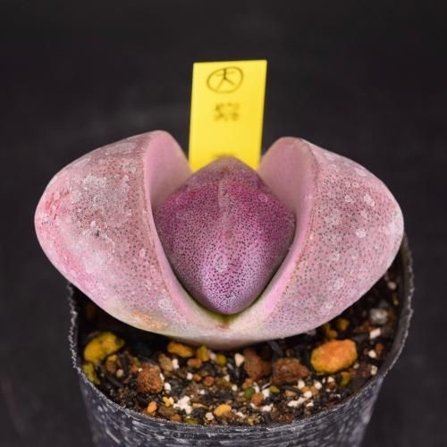 Murasaki Kikusyogyoku 紫菊章玉 2H | Lith garden m0c0m0c0