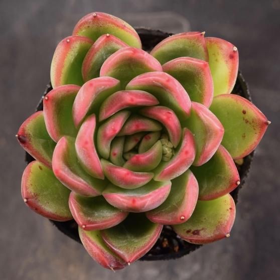 フロリディティ - SABOTENTARO.COM