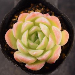 エケベリア/Echeveria - SABOTENTARO.COM