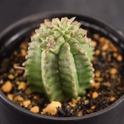 ユーフォルビア/Euphorbia - SABOTENTARO.COM ユーフォルビア/Euphorbia - SABOTENTARO.COM