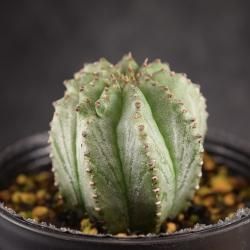 レア種❗️斑入りオベサ　オベサ錦 (検索　バリダ　ホリダ 2025年最新】ユーフォルビア ホリダ錦の人気アイテム - メルカリ 種