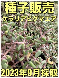 種子/ Seeds - SABOTENTARO.COM