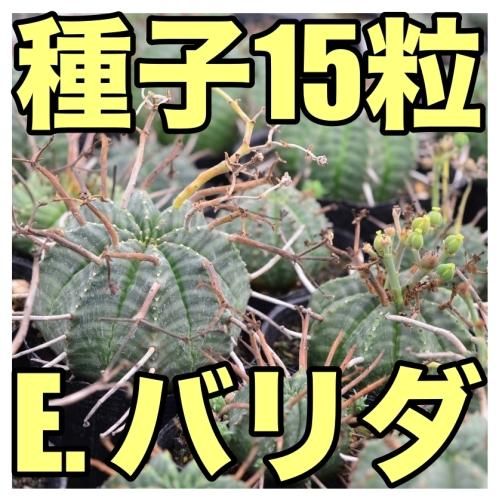 種子15粒】ユーフォルビア・バリダ - SABOTENTARO.COM