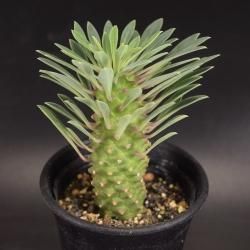 ユーフォルビア/Euphorbia - SABOTENTARO.COM